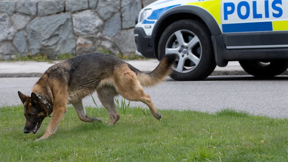 En polispatrull tillsammans med hund kunde lokalisera ett fordon och en man på Kejsarkullen. Hunden på bilden har inget med händelsen att göra. 