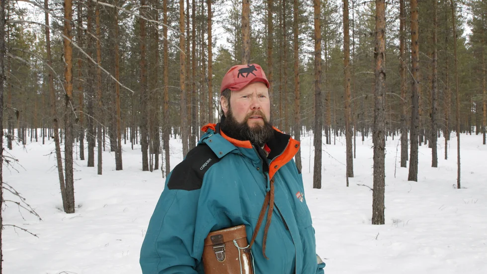 Anders-Erling Fjällås berättar att lodjursungarna kunde skjutas samma dag som skyddsjakten gavs grönt ljus och att jakten gav önskat resultat. Nu har renarna lättare att hålla sig från vägen.