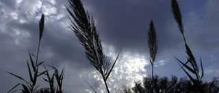 Solglimtar och snöflingor över Gotland