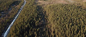 Sveaskog: Vi avverkar inte naturskogar