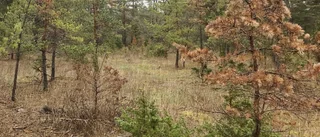 Talldöden ökar på Gotland     