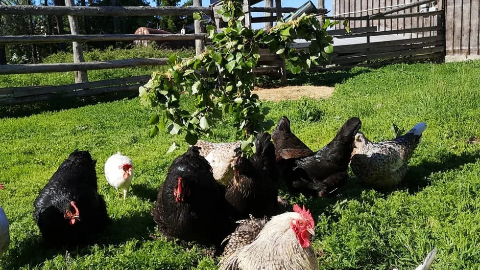 Misommar. Även hönsen dansade ” små grodorna ” runt midsommarstången under överinseende av tuppen StålHenrik!
