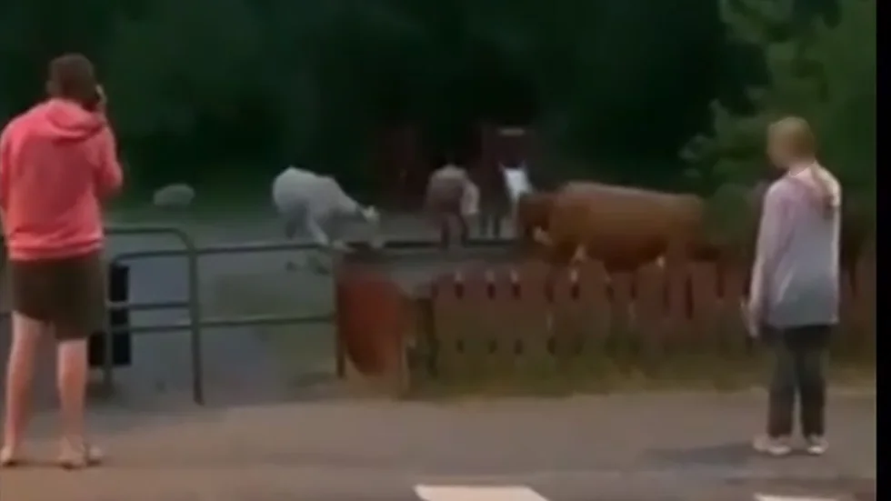 Två fullvuxna kossor och en kalv uppehöll sig i lekparken under måndagskvällen.