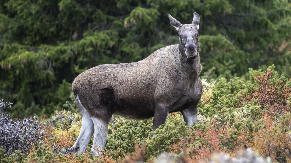 Målet är att balansera älgstammens storlek med betestillgången under vintern. 