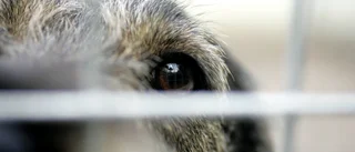 Lös hund gick till angrepp i Älvkarleby