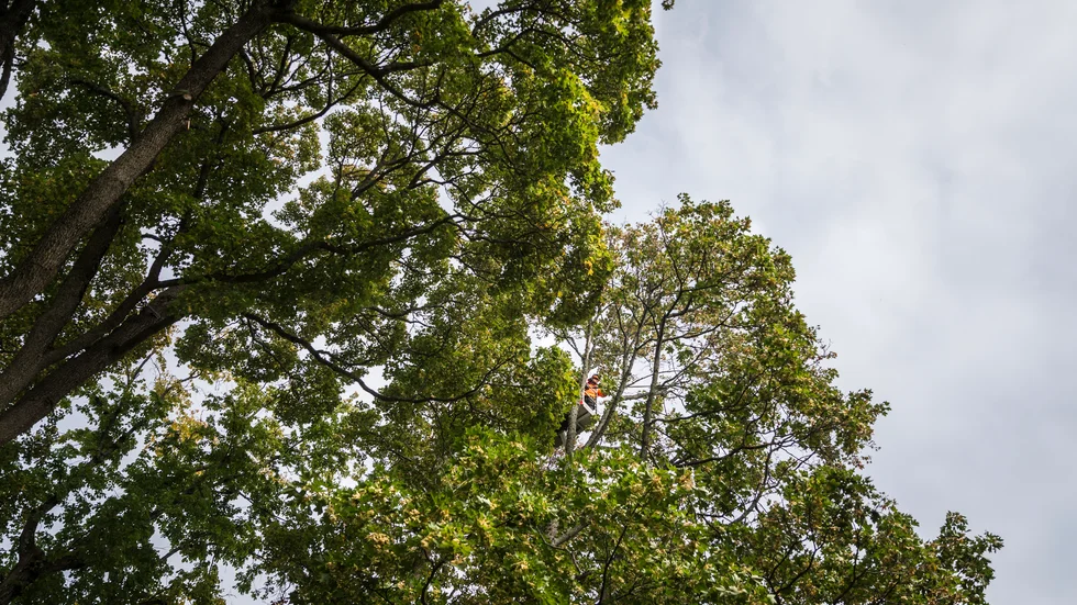 Värna vår natur. Uppsala behöver varenda fotosynteskunnig växt vi har, menar skribenten.