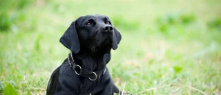 Hundpark i Piteå – nu ska frågan utredas av kommunen