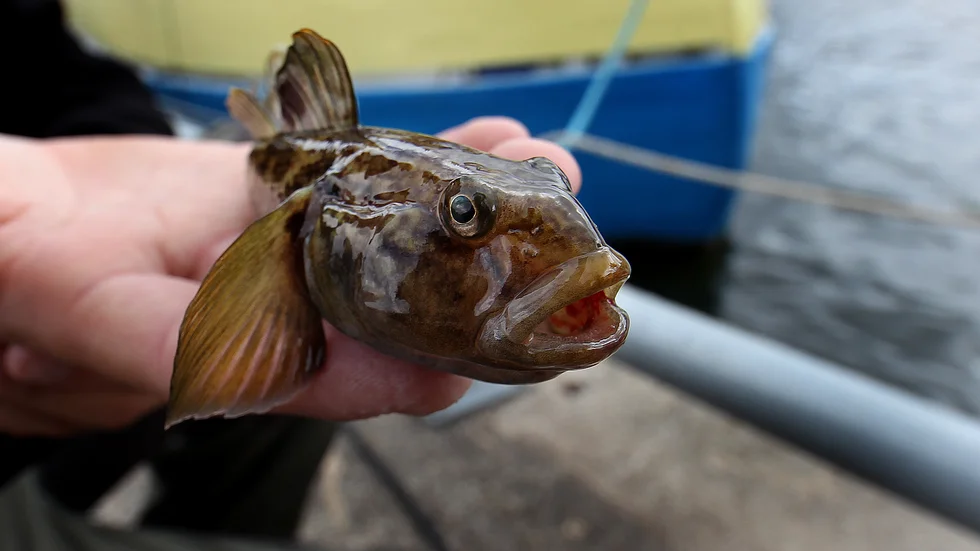 Smörbult är smaskens. Den här fångades i Visby hamn.