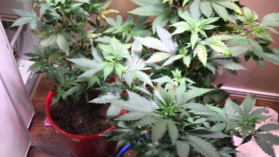 Den som odlar cannabisplantor och kör bil påverkad av narkotika är inte lämplig att inneha serveringstillstånd. Det anser Region Gotland som återkallat tillståndet från en restaurangägare på mellersta Gotland.