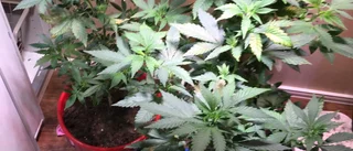 Odlade cannabis – döms för narkotikabrott: ”Hittade frön på gräsmattan, trodde det var gröna växter” 