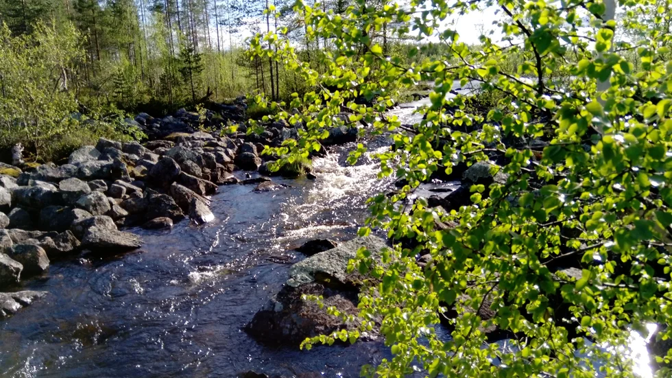 En fin kvällspromenad i grönskan.