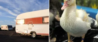Ankor trängdes i husvagn – ägare tvingas till åtgärder