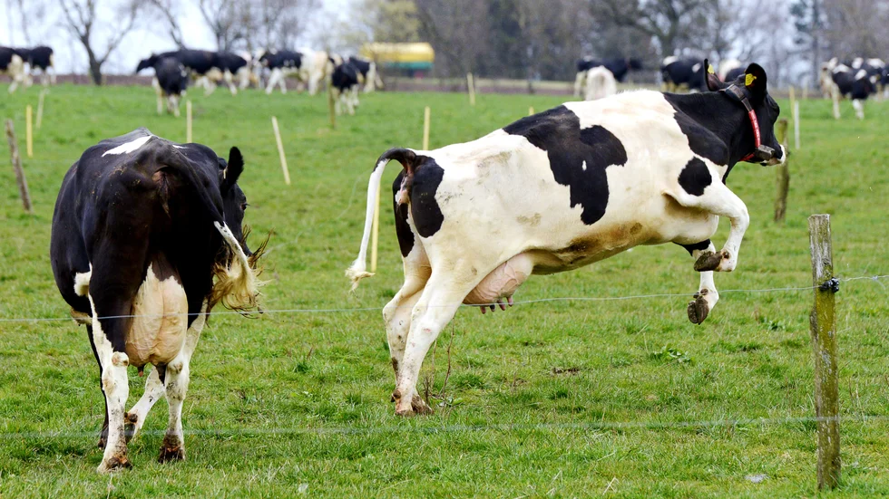 Arla ställer in sina publika kosläpp i år och sänder dem i stället online. På så vis går man miste om ett värdefullt tillfälle att diskutera svensk matproduktion, tycker skribenten.