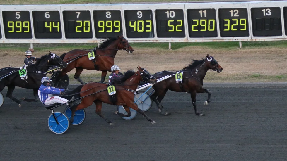 Brooklyn Hill (Ulf Ohlsson) vinner V64-6 efter en rafflande slutstrid mot stallkamraten Hesiod (Jens Eriksson). Ohlsson vann sex av de tio loppen på Bodentravet.