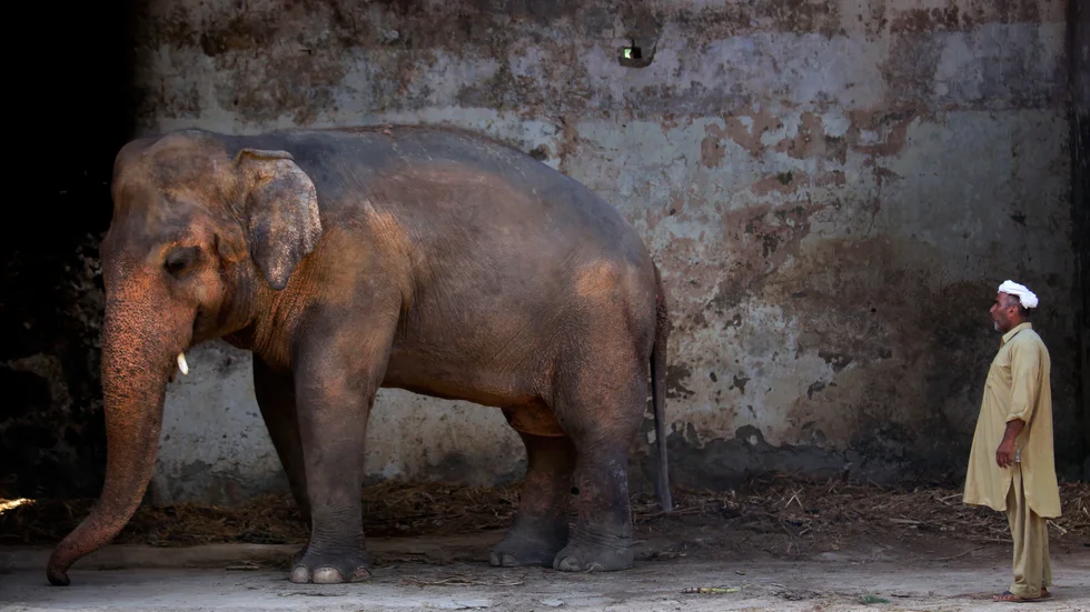 Elefanten Kaavan ska få flytta från djurparken i Islamabad till ett elefantreservat, enligt ett beslut av en pakistansk domstol. Arkivbild.