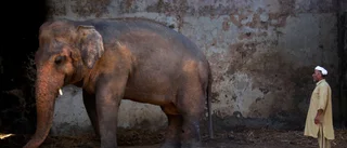 Cher jublar över friande av kedjad elefant