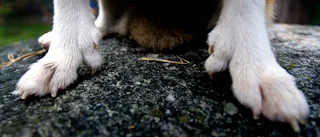 Veterinär prickas – på grund av överviktig hund