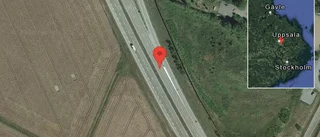 Rådjur på vägen på E4