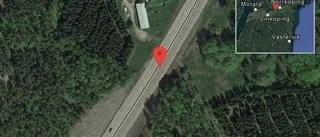 Rådjur på vägen