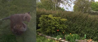 De söta rävarna blev en mardröm - tog en kanin