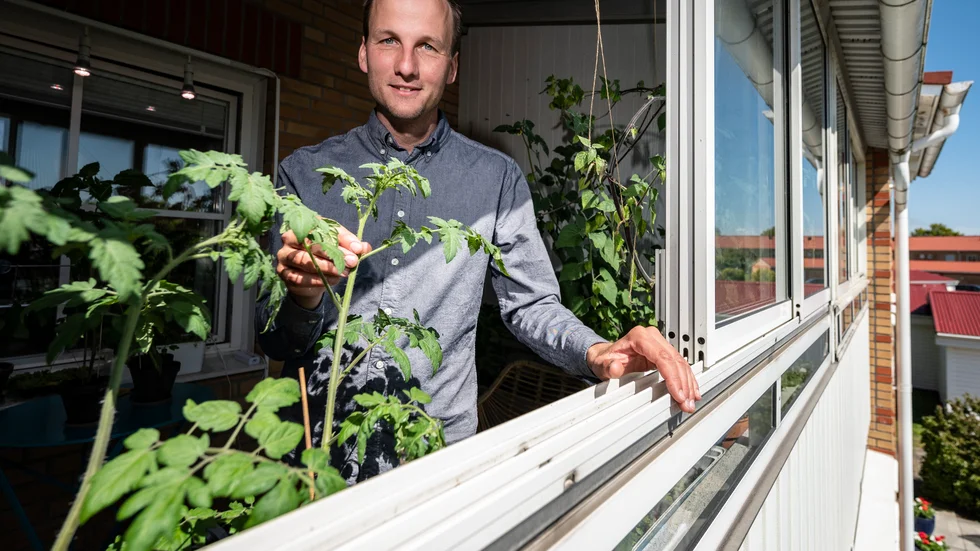 Tomaterna växer högt på balkongen hos Niklas Hjelm från föreningen Hemmaodlat. Svenskarna rekordköper frön och växter som aldrig förr, och i coronatider siktar många på en sommar i trädgården. "Tomater av olika sorter, de älskar värme", säger han.