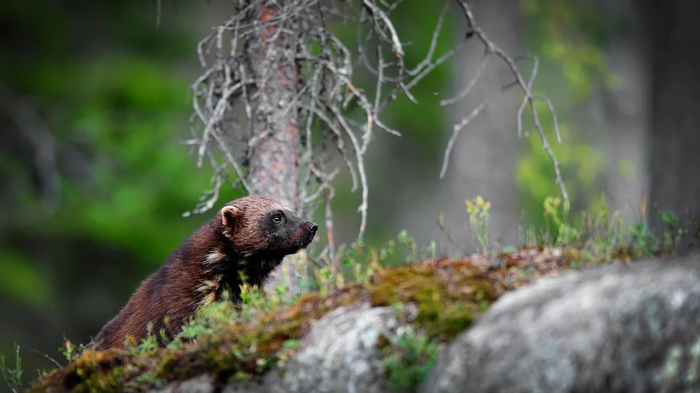 Naturvårdsverket gläds åt att järven börjat hitta till nya jaktmarker