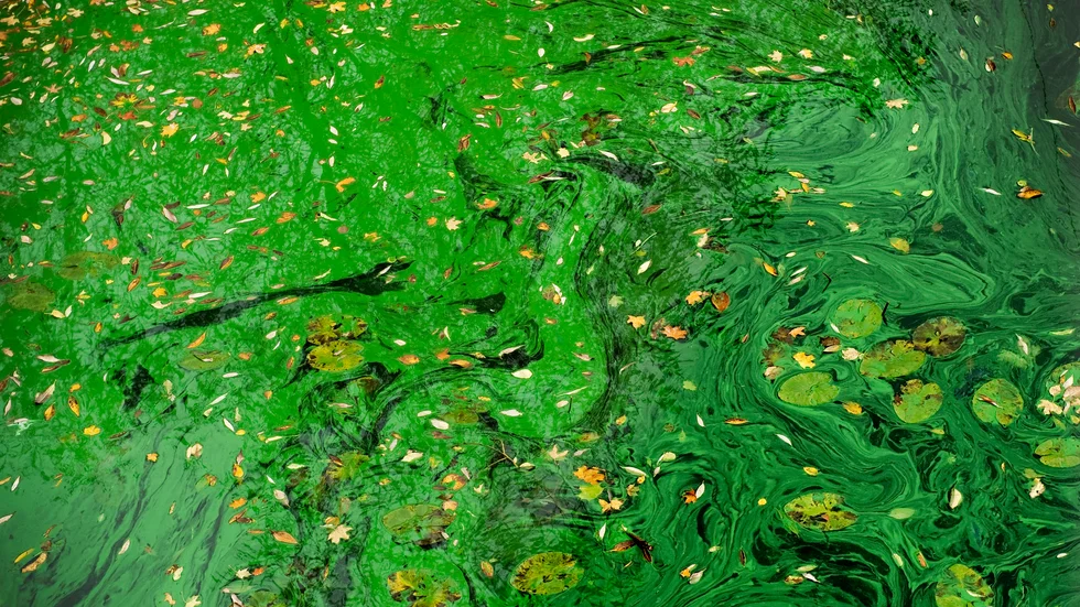 Algblomning. Arkivbild.
