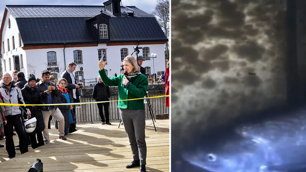 Dåvarande miljöminister Karolina Skog (MP) invigde asptrappan vid Ulva kvarn 2017. I onsdags passerade den första aspen kameran vid fisktrappan.