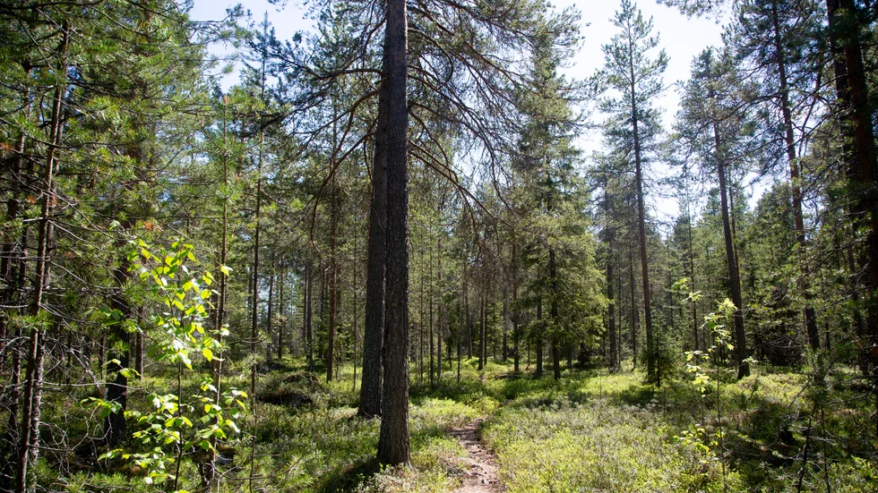 Kommunekologen Peder Ljunqvist vill inventera och redovisa skogsstigarna innan marken planeras om för förskola.