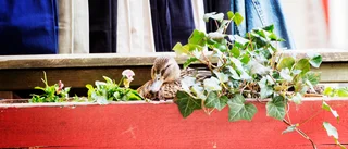 Andmamma i blomlåda favorit på Trosa torg 