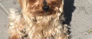 Maya, en fyrbent vän guld värd för Britta