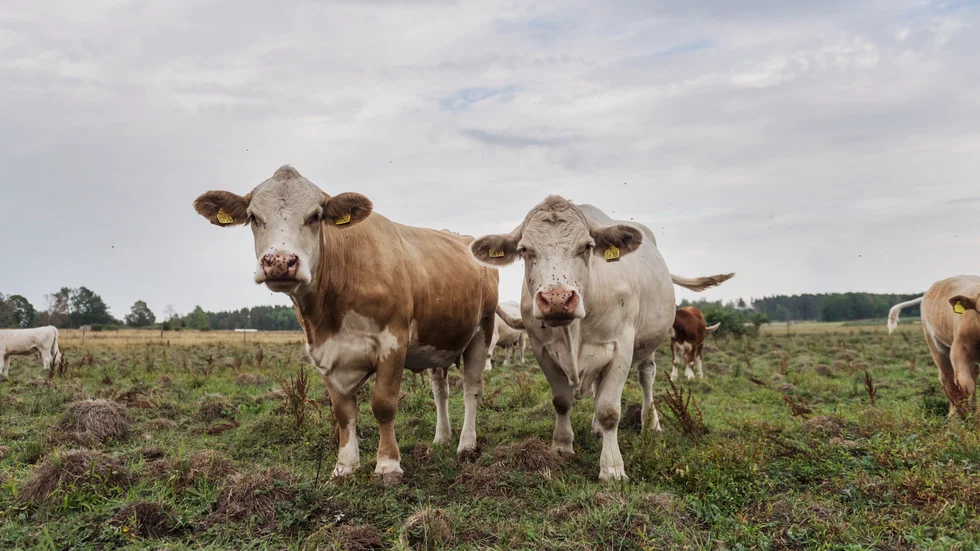 Förra året gjorde länsstyrelsen fler djurskyddskontroller på Gotland. Bilden är tagen i ett annat sammanhang.