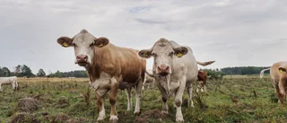 Antalet djurskyddskontroller ökade på Gotland