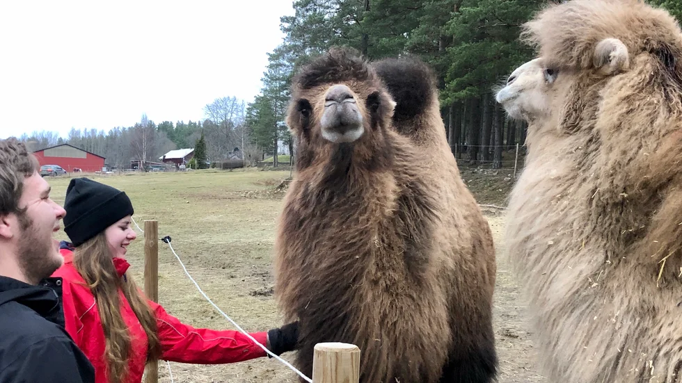 Mada, kan det vara ett föl på gång?, undrar Mathilda Adamsson och Eddie Kirvesniemi.