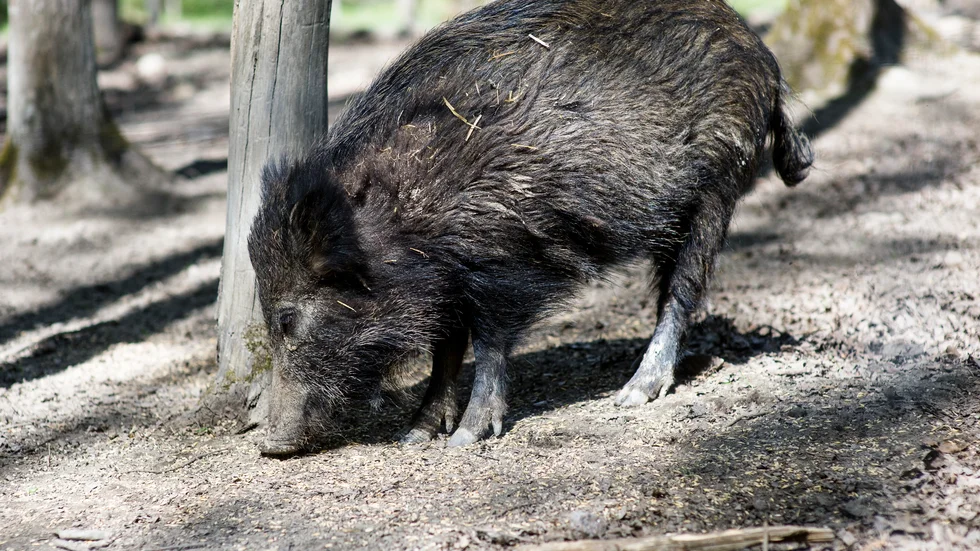 Ett vildsvin hittades illa medtaget på Aspö under onsdagsmorgonen. Jägare fick avliva djuret. Vem som orsakat olyckan är i skrivande stund okänt. 
