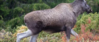 Väjde för älg – fick föras till sjukhus