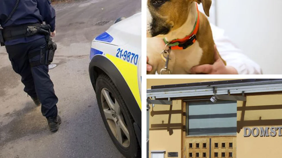 En hundägare i Åtvidaberg åtalades för vållande till kroppsskada. Men nu har han friats av Linköpings tingsrätt. Hunden på bilden har inget med händelsen att göra.