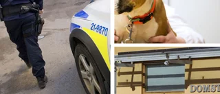 Hund gick till attack – ägaren frias 