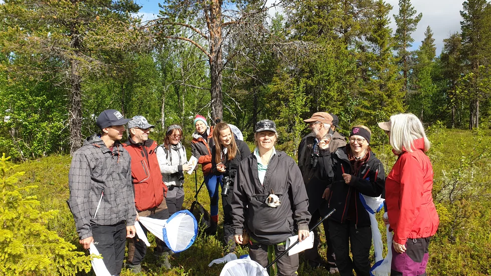 På spaning efter nya arter. Föreningen Fjärilar i Pite Lappmark samlade under sommarens inventeringsläger i Jäckvik.