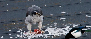 Här går duvhöken till attack - mitt i centrum