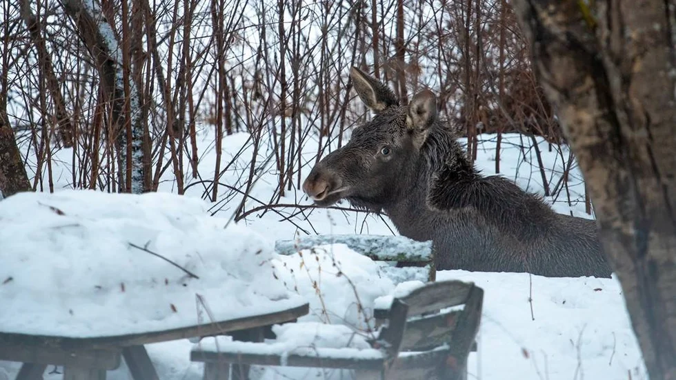 En av kalvarna ligger och vilar på bakgården till vandrarhemmet Åsgård i Jokkmokk.