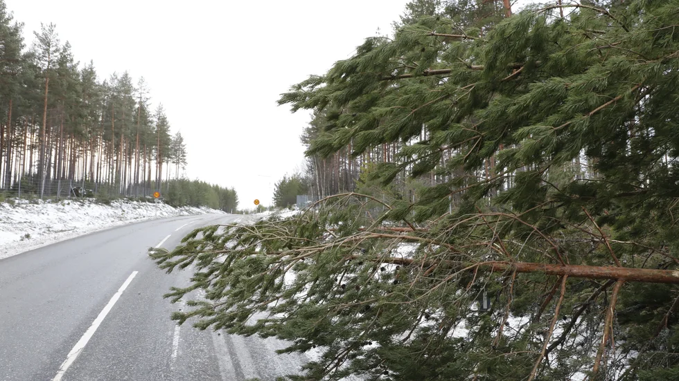 Flera vägsträckor påverkades av nedfallna träd på måndagen.