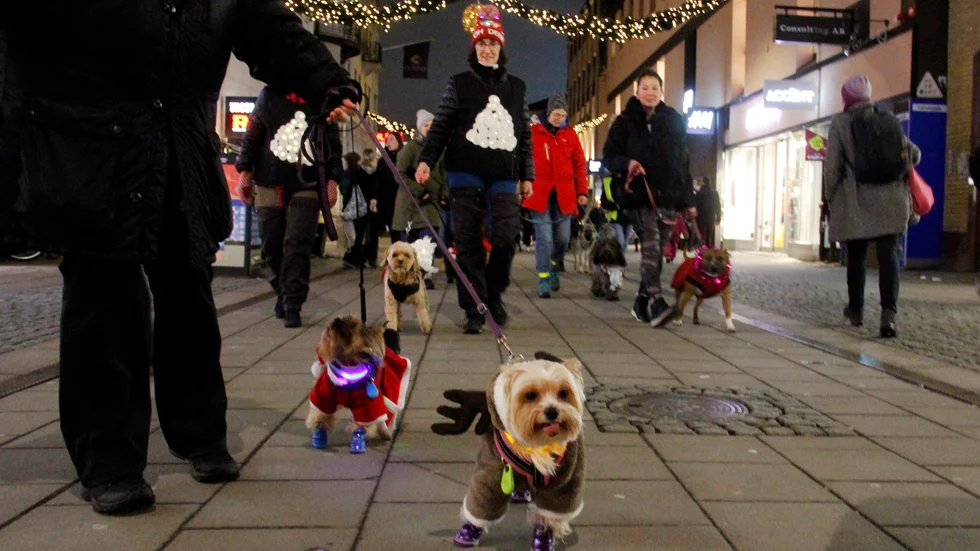 Paraden gick genom centrala Uppsala. Malteser-yorkshireterriern Ted längst fram gillar att ha på sig kläder. "När det är blött och kallt ute vill han helst inte gå ut utan", säger matte Pernilla Gurbuz.