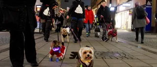 Pyntade hundar på parad genom Uppsala