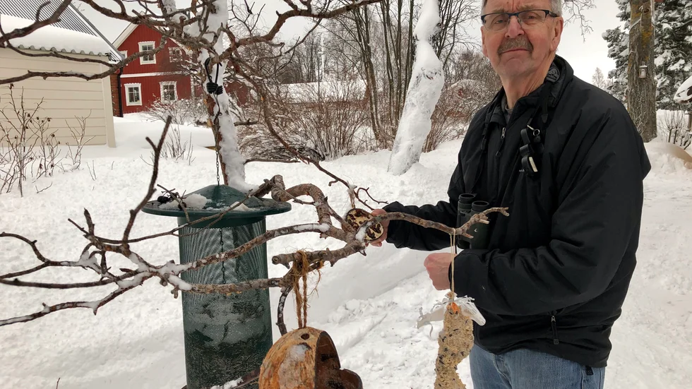 Sture Sanberg, Piteå har varit fågelskådare sedan han var liten pojke. Nu deltar han åter igen i årets upplaga av "Vinterfåglar inpå knuten"