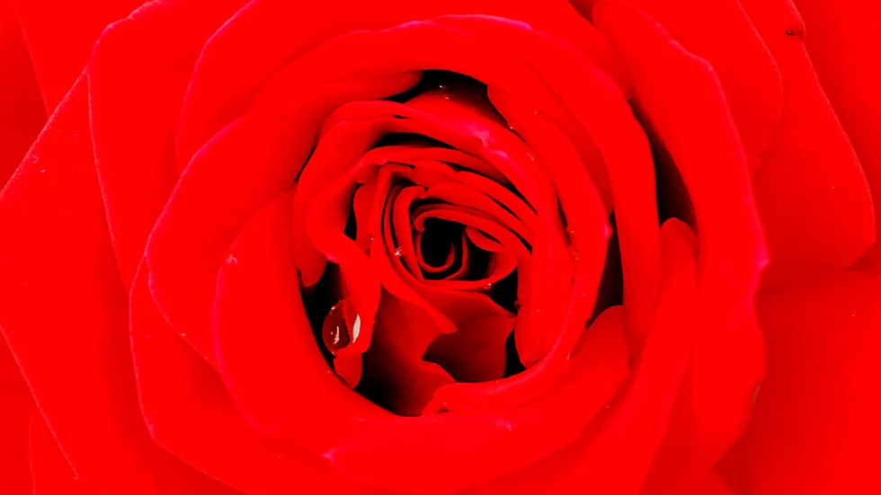 Rosens dag är en av årets nyheter på Julita gård.